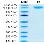 Human VEGF R3/FLT4 Protein (VGF-HM4R3)