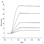 Mouse VEGF R3/FLT4 Protein (VGF-MM2R3)