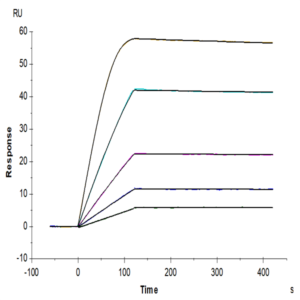 Mouse VEGF R3/FLT4 Protein (VGF-MM2R3)