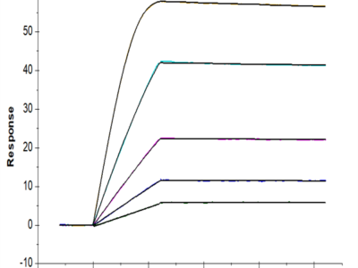 Mouse VEGF R3/FLT4 Protein (VGF-MM2R3)