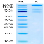 Mouse VEGF R3/FLT4 Protein (VGF-MM2R3)