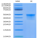 Cynomolgus VSIG4 Protein (VSG-CM104)