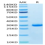 Human VSIG8 Protein (VSG-HM108)