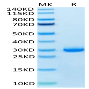 Human VSIG8 Protein (VSG-HM108)