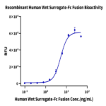 Human Wnt Surrogate-Fc Fusion Protein (WNT-HM23A)