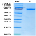 Human Wnt Surrogate-Fc Fusion Protein (WNT-HM23A)