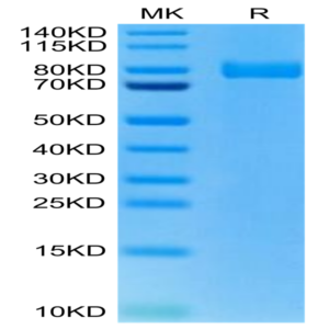 Rat XPNPEP2 Protein (XPP-RM101)