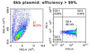 antibody production in CHO cells
