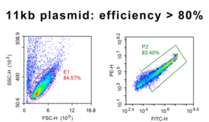 antibody production in CHO cells