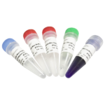 Phanta Max Super-Fidelity DNA Polymerase P505