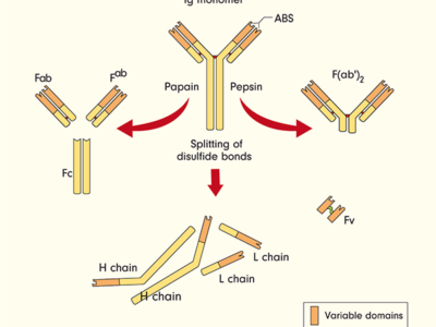 HyHEL-10 Human IgG1 Isotype Control Antibody Ushelf