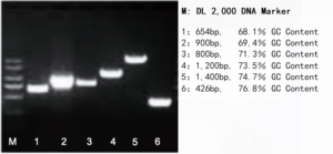 2 × Phanta Max Master Mix key data