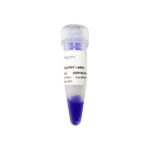 Vazyme 100 bp DNA Ladder (MD104)