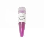 2 × Vazyme LAmp Master Mix (Dye Plus) (P312)