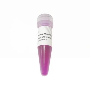2 × Vazyme LAmp Master Mix (Dye Plus) (P312)