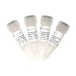 Vazyme AceQ Universal Probe Master Mix V2 (Q513-EN)
