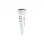 Q513-EN:AceQ Universal Probe Master Mix V2