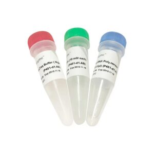 Vazyme AceTaq DNA Polymerase (P401-MD1)