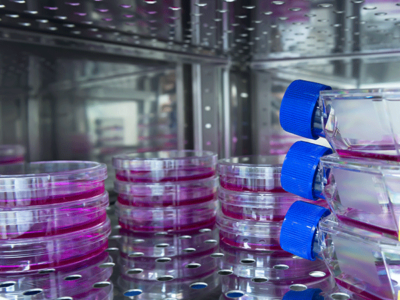 Recombinant SARS Spike RBD-His-Avi: BP003059 Syd Labs