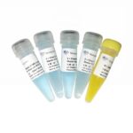 Vazyme ChamQ SYBR Color qPCR Master Mix (Low ROX Premixed) (Q431)