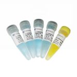 Vazyme ChamQ SYBR Color qPCR Master Mix (Without ROX) (Q421)