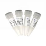 Vazyme ChamQ SYBR qPCR Master Mix (Without ROX) (Q321)