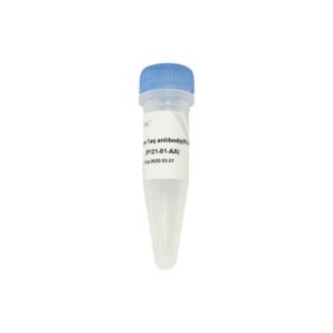 Vazyme Champagne Taq antibody (P121-01)