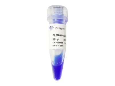 Vazyme DL2000 Plus DNA Marker (MD101)