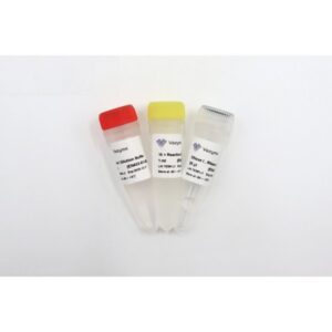 Vazyme DNase I , RNase-free (EN401-402)