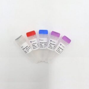 Vazyme HiScript II 1st Strand cDNA Synthesis Kit (R211)
