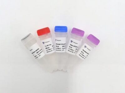 Vazyme HiScript II 1st Strand cDNA Synthesis Kit (R211)