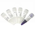 Vazyme HiScript II One Step RT-PCR Kit (P611-01)