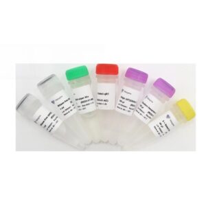 Vazyme HiScript II Q Select RT SuperMix for qPCR (+gDNA wiper) (R233-01)
