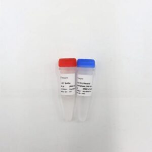 Vazyme M-MLV (H-) Reverse Transcriptase (R021-01)
