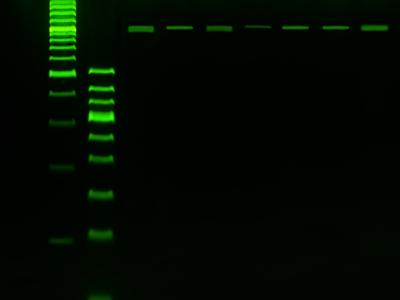 2x PCR PreMix (Blue Dye): MB067-EQ2B Syd Labs