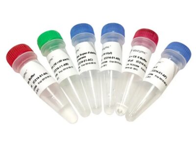 Vazyme Mut Express II Fast Mutagenesis Kit V2 (C214)