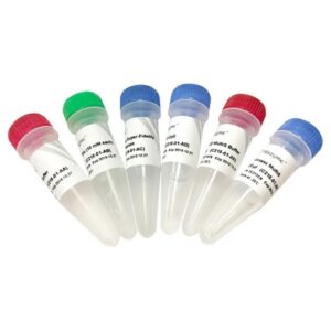 Vazyme Mut Express MultiS Fast Mutagenesis Kit V2 (C215)