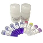 Vazyme One Step Mouse Genotyping Kit (PD101-01)