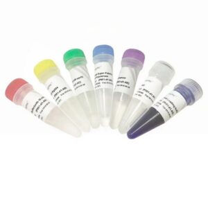 Vazyme Phanta Super-Fidelity DNA Polymerase (P501)