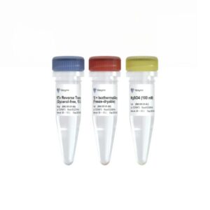 Vazyme RTv Reverse Transcriptase (Glycerol-free) (RVL101-01)