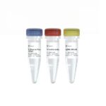 Vazyme RTv Reverse Transcriptase (RV101-01)