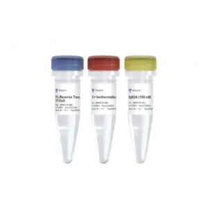 Vazyme RTv Reverse Transcriptase (RV101-01)