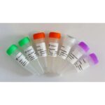 Vazyme Ribo-off Globin & rRNA Depletion Kit (Human/Mouse/Rat) (N408)