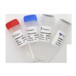Vazyme Single Cell Sequence Specific Amplification Kit (P621-01)