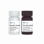 Vazyme SuperPico ECL Chemiluminescence Kit (E422)
