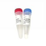 Vazyme T4 DNA Ligase (C301-01)