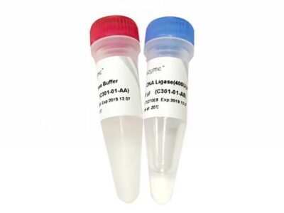 Vazyme T4 DNA Ligase (C301-01)