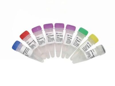 Vazyme T7 High Yield RNA Transcription Kit (TR101)