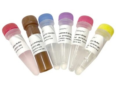Vazyme TUNEL BrightGreen Apoptosis Detection Kit (A112)