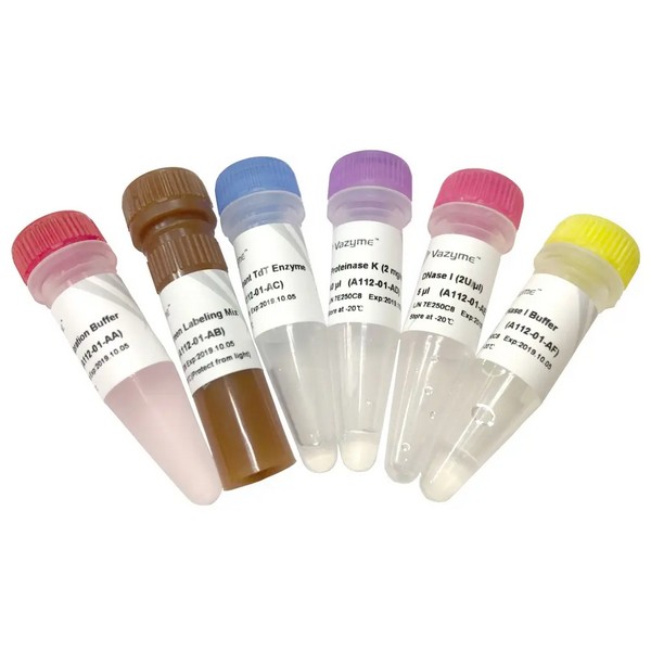 Vazyme TUNEL BrightGreen Apoptosis Detection Kit (A112) Vazyme TUNEL BrightGreen Apoptosis Detection Kit (A112)